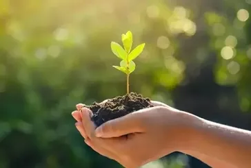 Öğretmenler Günü fidan bağışı nasıl yapılır? 1 fidan ücreti ve sertifika gönderimi