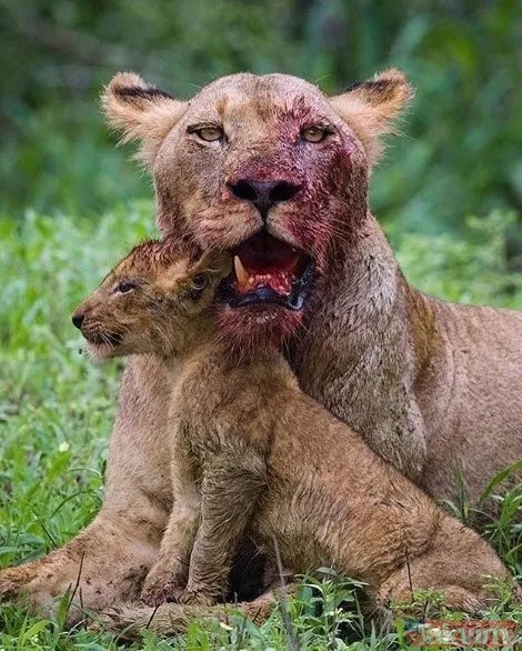Kaplan akşam yemeği için ayıyı seçti fakat... Vahşi doğada Kaplan ile ayının şoke eden kavgası kapışması! - 14