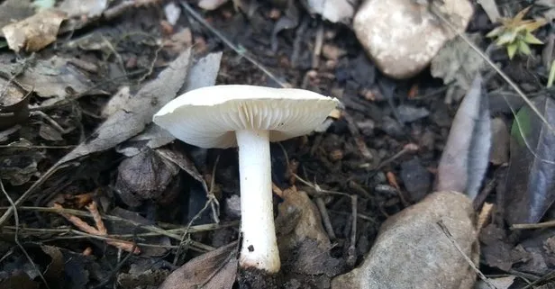 Mantarın faydaları nelerdir?