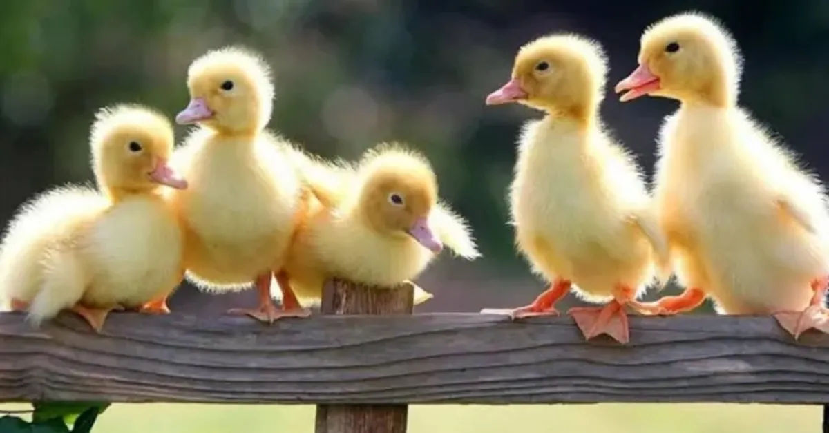 Rüyada Sarı ördek Görmek Rüyada Sarı ördek Görmek