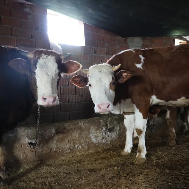 Kurban için fahiş fiyat uyarısı!