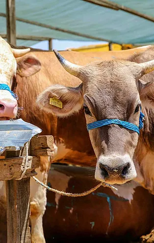 Kurban Bayramı öncesi denetimler arttırıldı
