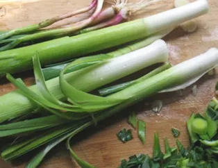 Şifa deposu pırasa