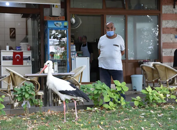 tekirdagda-suruden-ayrilan-leylege-bedesten-carsisi-esnafi-sahip-cikti-1632405052505.jpg Tekirdağ'da sürüden ayrılan leyleğe Bedesten Çarşısı esnafı sahip çıktı-4