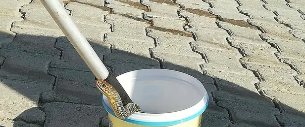 Uzmanlar yaz aylarındaki tehlikeye karşı uyardı: Vatandaşlar yılanla karşılaşınca...-1