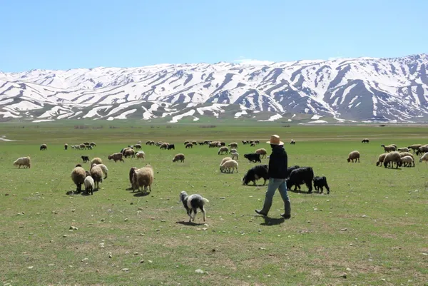 aylik-7-bin-lira-maas-veriyorlar-besiciler-coban-bulamayinca-sirayla-cobanlik-yapmaya-basladi-1650351124783.jpg Aylık 7 bin lira maaş veriyorlar! Besiciler çoban bulamayınca sırayla çobanlık yapmaya başladı-4
