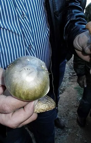 Ordu'da mantardan zehirlenen 6 kişi hastanelik oldu