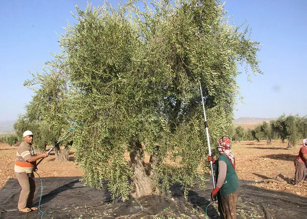 ege-bolgesinde-zeytin-hasadi-basladi-omuz-agrilari-artti-1604919811134.jpg Ege Bölgesi'nde zeytin hasadı başladı, omuz ağrıları arttı-2