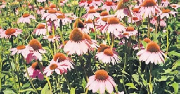 Muğla’da tıbbi ve aromatik bitki üretimi 10 yılda 20 kat arttı