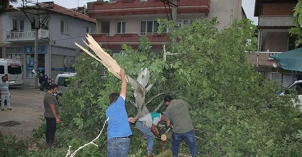 Manisa’da şiddetli fırtına! 50 yıllık ağaç devrildi