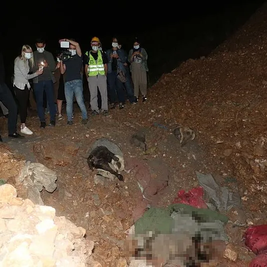 11 köpek ölü  bulunmuştu