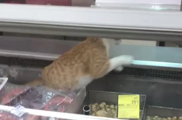 Markette kedi rezaleti! Şarküteri reyonunda fink attı! O anlar saniye saniye kaydedildi