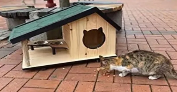 CHP'li Kadıköy Belediyesi kışın ortasında sokaktaki kedi evlerini topladı!