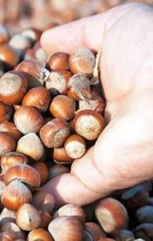 5 Nisan fındık fiyatları ne kadar? İllere göre güncel fındık fiyatları kaç TL? Giresun, Düzce, Kocaeli, Ordu fındık fiyatları...