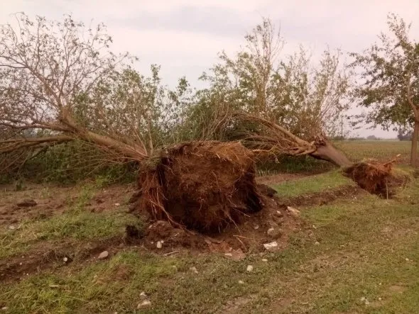 Adana'da fırtına hayatı felç etti-2