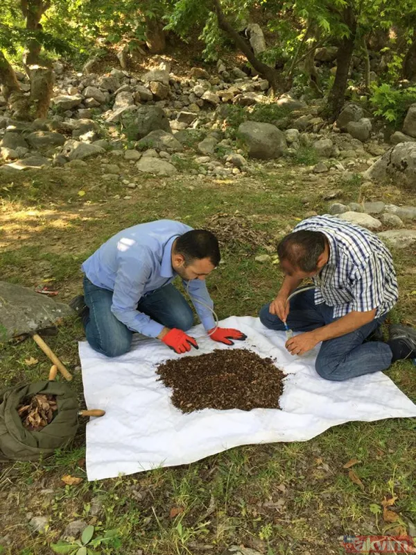 Dünyada sadece Kahramanmaraş'ın Göksun ilçesinde yaşıyor! Yeni keşfedilen örümceğe 'Turkocranum' ismi verildi - 7