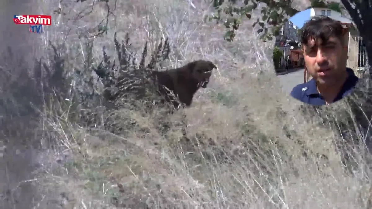 Fatih'te başıboş köpek dehşeti: Ayhan Özçelik parçalanarak öldürüldü!