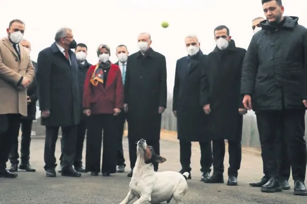 Başkan Erdoğan Beykoz'da hayvan barınağını ziyaret etti! Yanına topla gelen Maylo'yla dakikalarca oynadı
