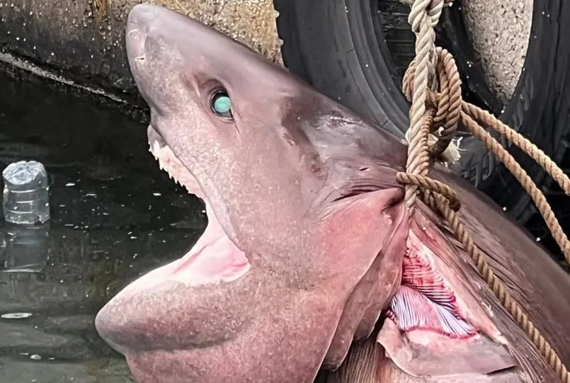 Mersin’de köpek balığı paniği