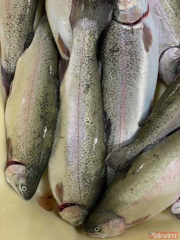 Yıllık kazançları 1 milyar TL! Deniz olmayan şehir Malatya'dan Avrupa ve Rusya'ya somon ihraç ediyorlar - 13