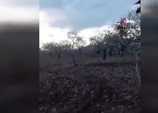 Şanlıurfa’da bir çiftçi domuzu traktörle böyle kovaladı