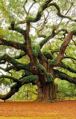 Rüyada meşe ağacı görmek ne anlama gelir?