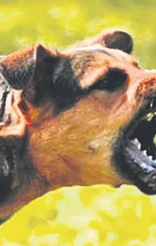 Sahipsiz köpeği sevmek isteyen küçük çocuk ölümle burun buruna geldi