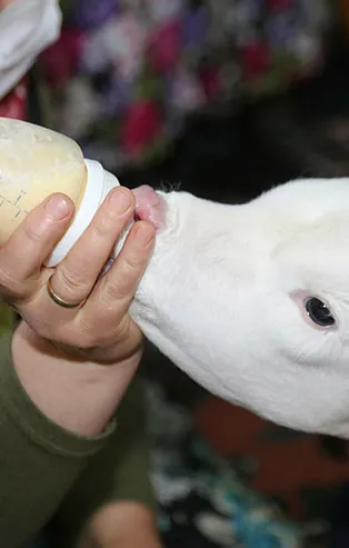 Bakan Pakdemirli'den 'Mülayim'e altın hediyesi!