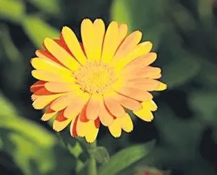 Şifa kaynağı aynısefa