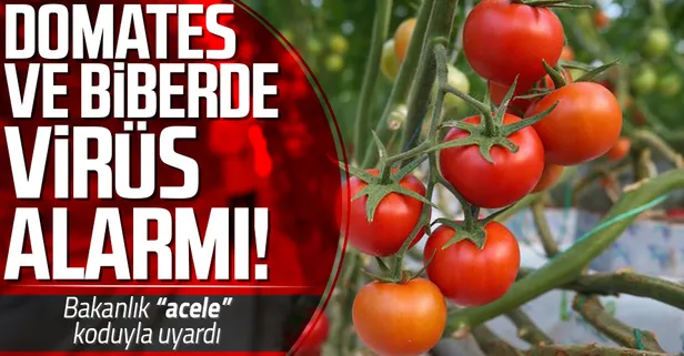 SON DAKİKA | Bakanlık "acele" koduyla uyardı: İthal tohumda virüs alarmı