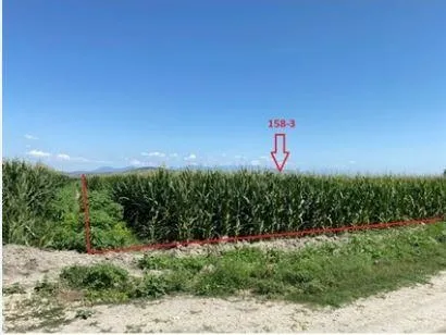 Ziraat Bankası'ndan kelepir ucuz tarlaya yoğun talep başladı! 3.660 TL teminatla satış yapılıyor-7