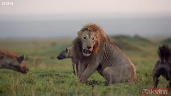 Cesur aslan onlarca sırtlanın arasında girdi! Vahşi doğada şoke eden kare! Sonrasında ise kaçınılmaz ölüm - 15