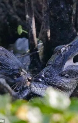 Vahşi doğada inanılmaz karşılaşma!