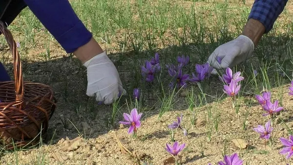 Emeklilikten sonra dikti zengin oldu! Safran soğanının kilosu ne kadar?-6