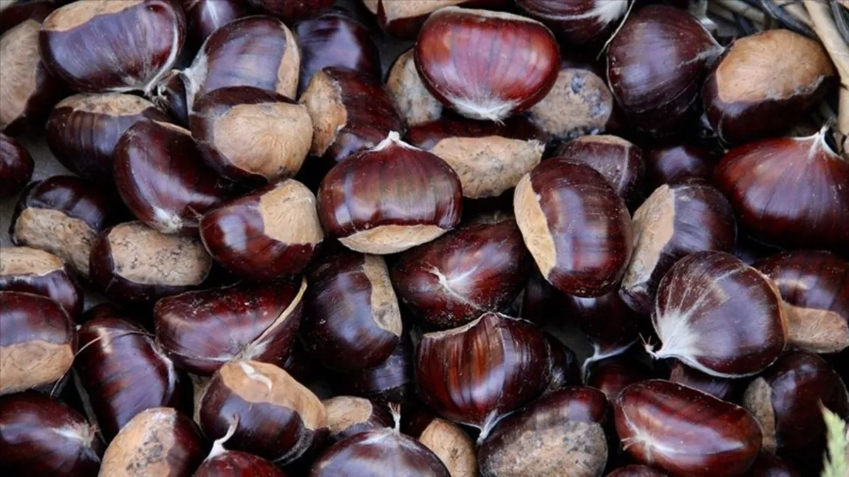 Kestanenin mucizevi faydaları ve dikkat edilmesi gereken 3 önemli risk
