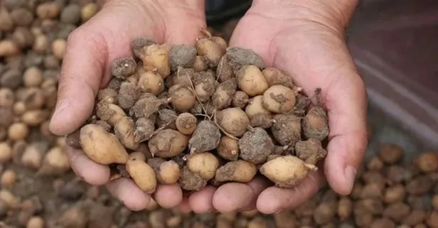 Ne altın, ne döviz! Akıllı yatırımcı şimdi ekiyor: Dönümü milyoner yapıyor