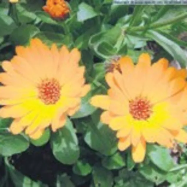 Adet sancısına aynısefa