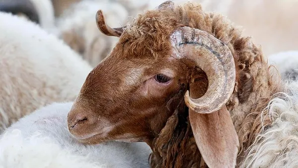 kimler-kurban-kesebilir-kadinlar-kurban-kesebilir-mi-kurban-kesmek-farz-mi-sunnet-mi-1626689400798.jpg Kadınlar kurban kesebilir mi? Kurban kesmek farz mı sünnet mi? Kimler kurban kesebilir?-3