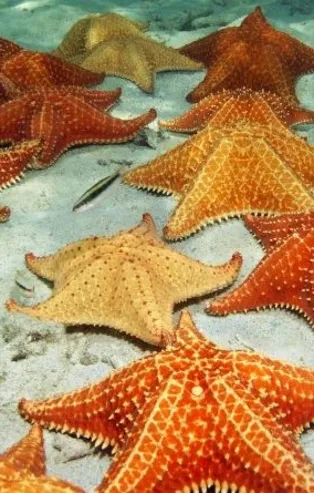 Rüyada deniz yıldızı görmek ne anlama gelir?