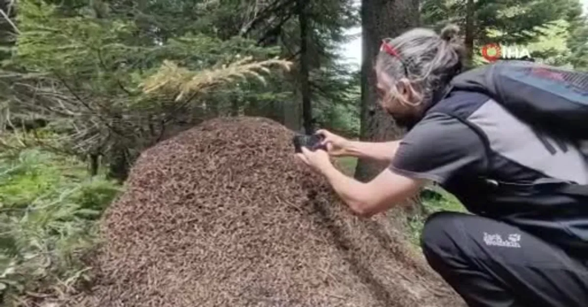 Ormanların kene savaşçısı! Kırmızı orman karıncalarının dev yuvaları
