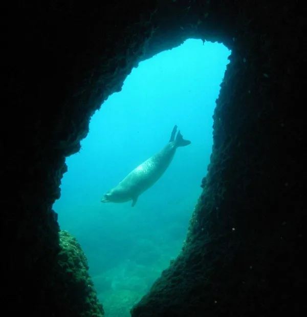 nesli-tukenme-tehlikesi-altinda-akdeniz-fokunun-dogum-ani-ilk-kez-kayit-altinda-1649578688952.jpg Nesli tükenme tehlikesi altında! Akdeniz fokunun doğum anı ilk kez görüntülendi-2