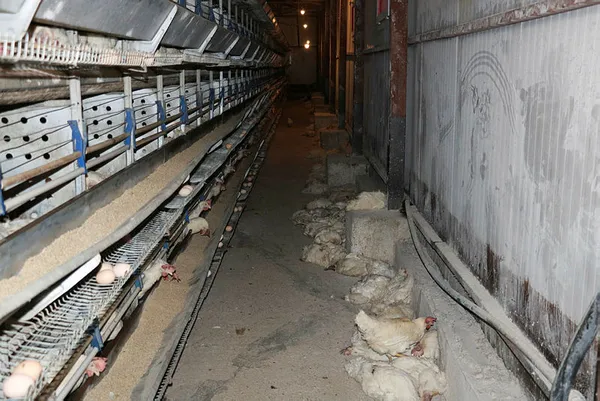 kahramanmarasta-sogutma-fani-bozulan-ciftlikteki-7-bin-500-tavuk-telef-oldu-1624615431475.jpg Kahramanmaraş'ta soğutma fanı bozulan çiftlikteki 7 bin 500 tavuk telef oldu-2