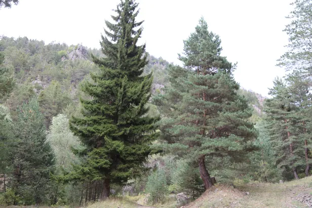 cam-sakizi-coban-armaganiydi-kilosu-ceyrek-altinla-yarisiyor-neredeyse-1600193075943.jpg Çam sakızı çoban armağanıydı! Kilosu çeyrek altınla yarışıyor! Neredeyse...-5