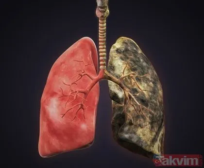Akciğerleri yeni doğmuş gibi yapıyor tüketildiği anda temizlemeye başlıyor! Uzmanlar herkese şiddetle öneriyor