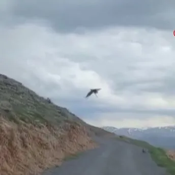 Kartal’ın yılan avı kamerada! | Video