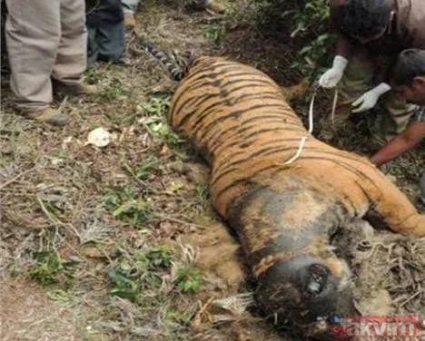 Midesine güvenenler baksın! Kulak ağrısıyla hastaneye giden adamın kulağından çıkanlar dünyayı şoke etti - 29