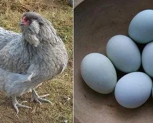 Mavi yumurta nedir? Mavi yumurta faydalı mıdır?