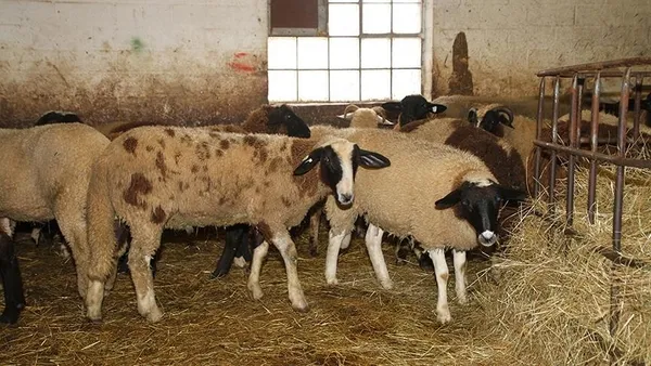 ab-mahkemesi-helal-ve-koser-kesim-icin-uygulanan-yasaga-destek-cikti-1608213825237.jpg AB mahkemesi helal ve koşer kesim için uygulanan yasağa destek çıktı-6