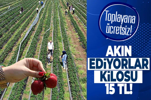 Şimdiden 200 bin müşterisi var! Kilosunu 15 TL! Toplayana ücretsiz!-1