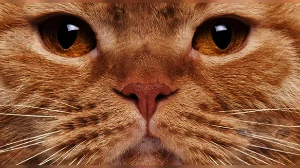 Zeka testi: Türkiyede yüzlerce kişiye gösterildi! Yalnızca 5i 10 saniyede 7 kediyi bulabildi? Dahiler bile çözemedi